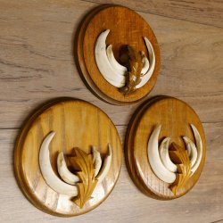 Keilerwaffen 3 er Set Wildschweinwaffen (Sus scrofa) L bis 13,8 cm Trophäe Keiler Gewaff Trophäenschild
