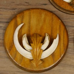 Keilerwaffen 3 er Set Wildschweinwaffen (Sus scrofa) L bis 13,8 cm Trophäe Keiler Gewaff Trophäenschild