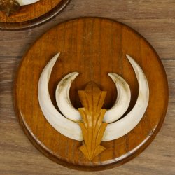 Keilerwaffen 3 er Set Wildschweinwaffen (Sus scrofa) L bis 13,8 cm Trophäe Keiler Gewaff Trophäenschild