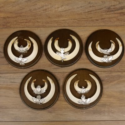 Keilerwaffen 5 er Set Wildschweinwaffen (Sus scrofa) L bis 17,5 cm Trophäe Keiler Gewaff Trophäenschild