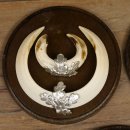 Keilerwaffen 5 er Set Wildschweinwaffen (Sus scrofa) L bis 17,5 cm Trophäe Keiler Gewaff Trophäenschild