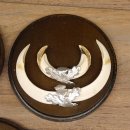 Keilerwaffen 5 er Set Wildschweinwaffen (Sus scrofa) L bis 17,5 cm Trophäe Keiler Gewaff Trophäenschild