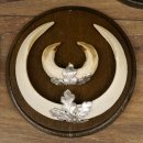 Keilerwaffen 5 er Set Wildschweinwaffen (Sus scrofa) L bis 17,5 cm Trophäe Keiler Gewaff Trophäenschild