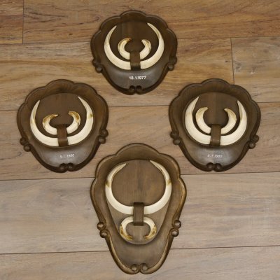 Keilerwaffen 4 er Set Wildschweinwaffen (Sus scrofa) L bis 21 cm Trophäe Keiler Gewaff Trophäenschild