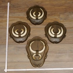 Keilerwaffen 4 er Set Wildschweinwaffen (Sus scrofa) L bis 21 cm Trophäe Keiler Gewaff Trophäenschild