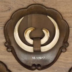 Keilerwaffen 4 er Set Wildschweinwaffen (Sus scrofa) L bis 21 cm Trophäe Keiler Gewaff Trophäenschild