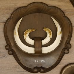 Keilerwaffen 4 er Set Wildschweinwaffen (Sus scrofa) L bis 21 cm Trophäe Keiler Gewaff Trophäenschild