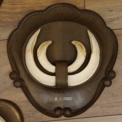 Keilerwaffen 4 er Set Wildschweinwaffen (Sus scrofa) L bis 21 cm Trophäe Keiler Gewaff Trophäenschild