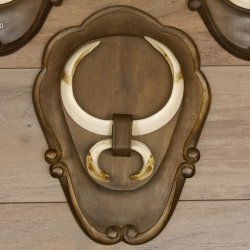 Keilerwaffen 4 er Set Wildschweinwaffen (Sus scrofa) L bis 21 cm Trophäe Keiler Gewaff Trophäenschild