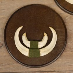 Keilerwaffen 3 er Set Wildschweinwaffen (Sus scrofa) Trophäe Keiler Gewaff Trophäenschild