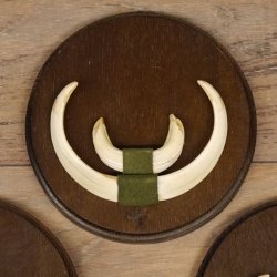 Keilerwaffen 3 er Set Wildschweinwaffen (Sus scrofa) Trophäe Keiler Gewaff Trophäenschild