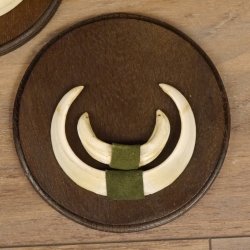 Keilerwaffen 3 er Set Wildschweinwaffen (Sus scrofa) Trophäe Keiler Gewaff Trophäenschild