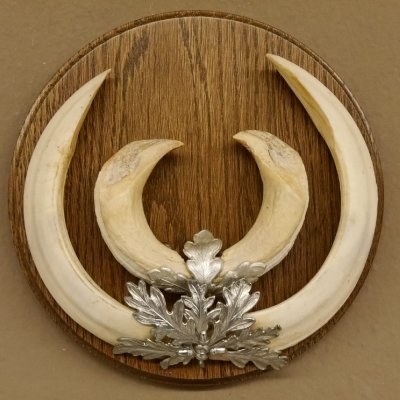 Keilerwaffen starke Wildschweinwaffen (Sus scrofa) max. 21,5 cm Trophäe Keiler Gewaff Trophäenschild