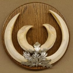 Keilerwaffen starke Wildschweinwaffen (Sus scrofa) max. 21,5 cm Trophäe Keiler Gewaff Trophäenschild
