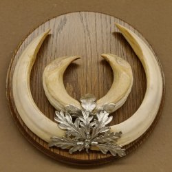 Keilerwaffen starke Wildschweinwaffen (Sus scrofa) max. 21,5 cm Trophäe Keiler Gewaff Trophäenschild