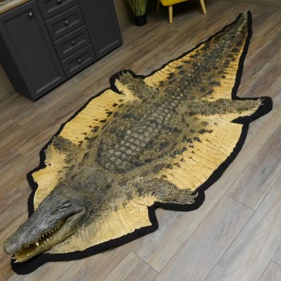 Krokodil Nilkrokodil Präparat mit Kopfpräparation mit Genehmigung zum Verkauf Länge 340 cm