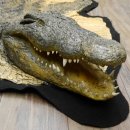 Krokodil Nilkrokodil Präparat mit Kopfpräparation mit Genehmigung zum Verkauf Länge 340 cm
