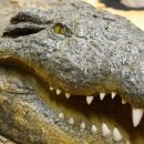 Krokodil Nilkrokodil Präparat mit Kopfpräparation mit Genehmigung zum Verkauf Länge 340 cm