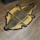 Krokodil Nilkrokodil Präparat mit Kopfpräparation mit Genehmigung zum Verkauf Länge 340 cm