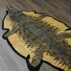 Krokodil Nilkrokodil Präparat mit Kopfpräparation mit Genehmigung zum Verkauf Länge 340 cm