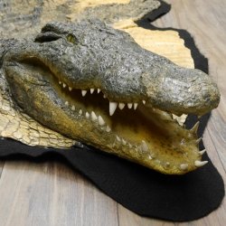 Krokodil Nilkrokodil Präparat mit Kopfpräparation mit Genehmigung zum Verkauf Länge 340 cm