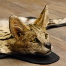 Servalkatze Vorleger Kopfpräparat mit Genehmigung zum Verkauf