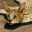 Servalkatze Vorleger Kopfpräparat mit Genehmigung zum Verkauf