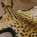 Servalkatze Vorleger Kopfpräparat mit Genehmigung zum Verkauf
