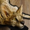 Servalkatze Vorleger Kopfpräparat mit Genehmigung zum Verkauf