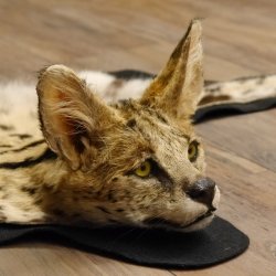 Servalkatze Vorleger Kopfpräparat mit Genehmigung zum Verkauf