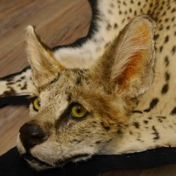 Servalkatze Vorleger Kopfpräparat mit Genehmigung zum Verkauf
