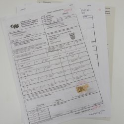 Servalkatze Vorleger Kopfpräparat mit Genehmigung zum Verkauf