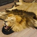 Löwenfell Fell Kopfpräparation offenes Maul Vorleger Trophäe Teppich Länge 297 cm mit Cites/VMG
