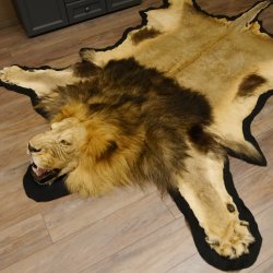 Löwenfell Fell Kopfpräparation offenes Maul Vorleger Trophäe Teppich Länge 297 cm mit Cites/VMG