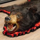 Schwarzbär Fell Vorleger mit Kopfpräparation Länge 200 cm mit Genehmigung zum Verkauf
