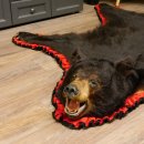 Schwarzbär Fell Vorleger mit Kopfpräparation Länge 200 cm mit Genehmigung zum Verkauf