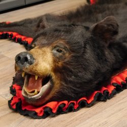 Schwarzbär Fell Vorleger mit Kopfpräparation Länge 200 cm mit Genehmigung zum Verkauf