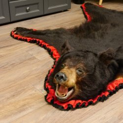 Schwarzbär Fell Vorleger mit Kopfpräparation Länge 200 cm mit Genehmigung zum Verkauf