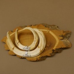 Warzenschwein Waffen Hauer max. 26 cm Keiler Gewaff Afrika Akazie Schild 88.15.73