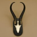 Springbock Antilope Trophäe Schädeltrophäe HL 36 cm auf Trophäenschild 88.6.103
