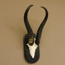 Springbock Antilope Trophäe Schädeltrophäe HL 36 cm auf Trophäenschild 88.6.103