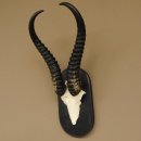 Springbock Antilope Trophäe Schädeltrophäe HL 36 cm auf Trophäenschild 88.6.103