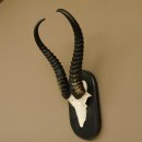 Springbock Antilope Trophäe Schädeltrophäe HL 36 cm auf Trophäenschild 88.6.103
