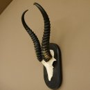 Springbock Antilope Trophäe Schädeltrophäe HL 36 cm auf Trophäenschild 88.6.103