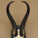 Springbock Antilope Trophäe Schädeltrophäe HL 36 cm auf Trophäenschild 88.6.103