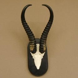 Springbock Antilope Trophäe Schädeltrophäe HL 36 cm auf Trophäenschild 88.6.103