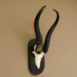 Springbock Antilope Trophäe Schädeltrophäe HL 36 cm auf Trophäenschild 88.6.103