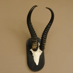 Springbock Antilope Trophäe Schädeltrophäe HL 36 cm auf Trophäenschild 88.6.103