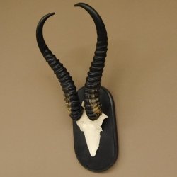 Springbock Antilope Trophäe Schädeltrophäe HL 36 cm auf Trophäenschild 88.6.103