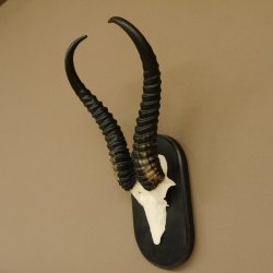 Springbock Antilope Trophäe Schädeltrophäe HL 36 cm auf Trophäenschild 88.6.103